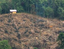 Hutan Dibabat Untung Diraup: Deforestasi dan Bencana Ekologis Sumatera